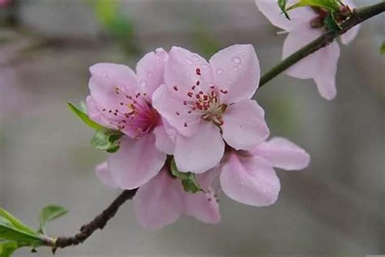 什么是走桃花运
