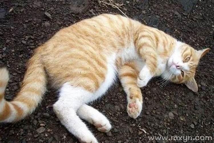 女人梦见猫咬的七大预兆