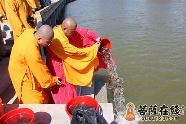 九月九放生好不好？