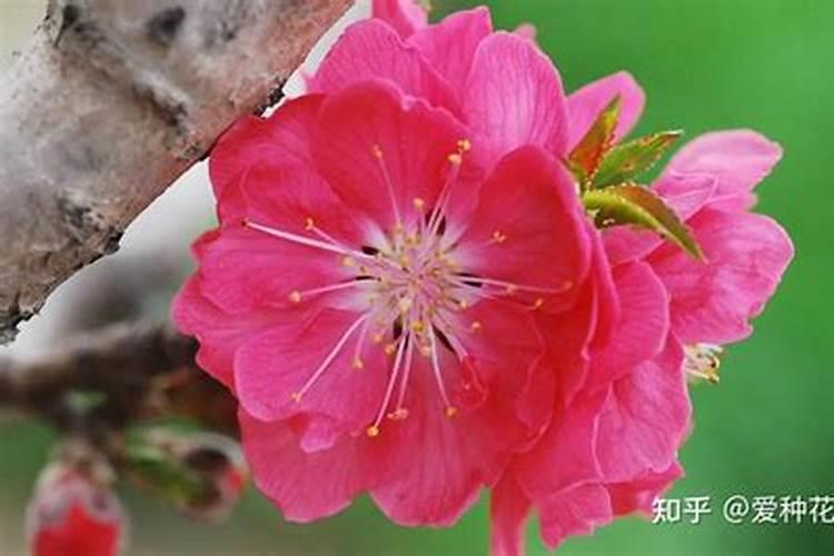 情人节桃花开运妙招