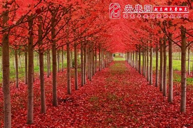 梦见好多树是什么意思