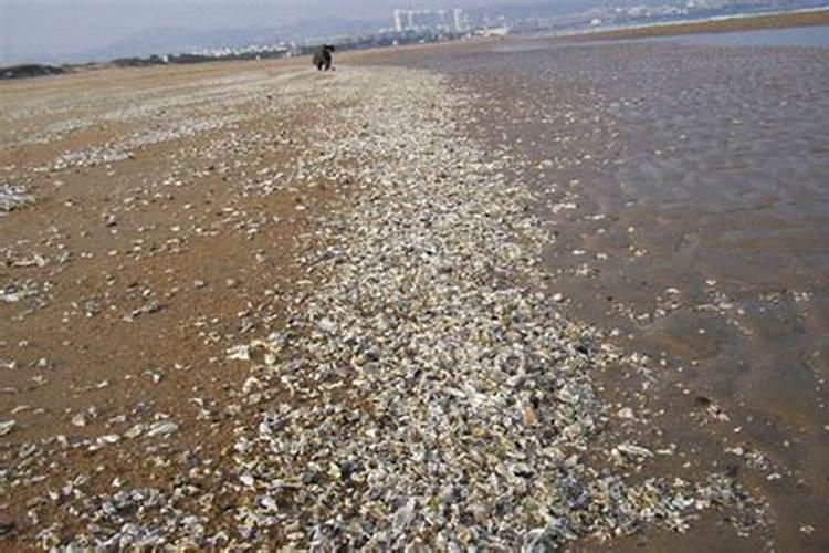 梦见大海退潮捡到海菜