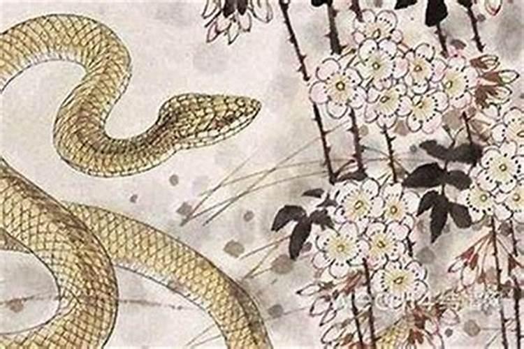 属蛇的几点出生最享福命