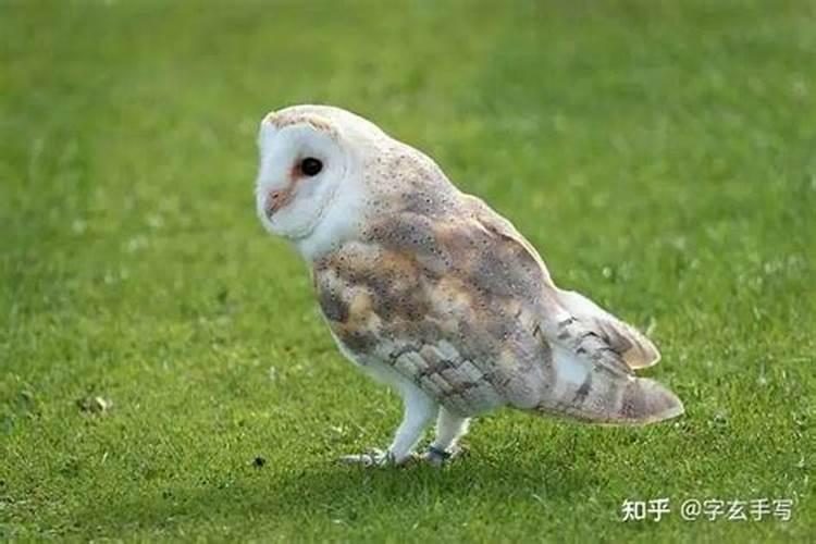 梦见老人死了好不好 梦见老人死了预示什么