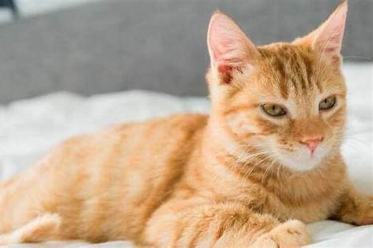 梦到床边有猫预示着什么意思？