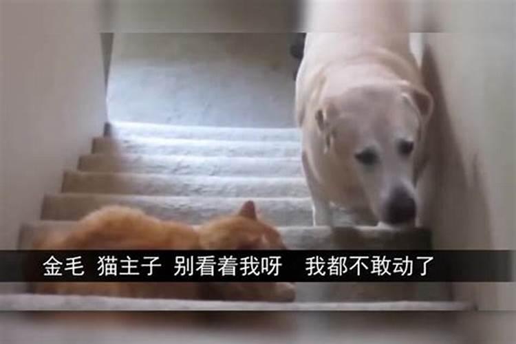 女人梦见老鼠跑来跑去