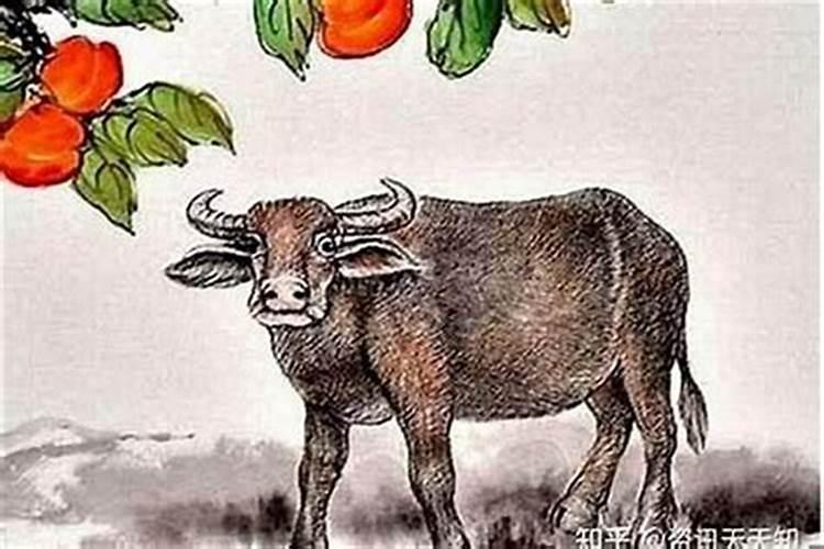 属牛怎样增加财运和运气,属牛人卧室招财风水