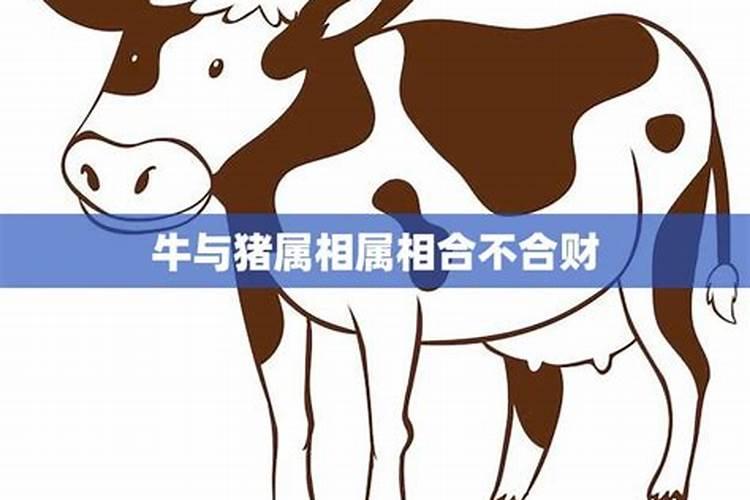 猪和牛八字合不合