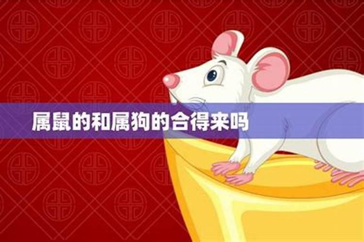 算婚姻:属鼠男和属鼠女八字相合吗 婚姻好吗