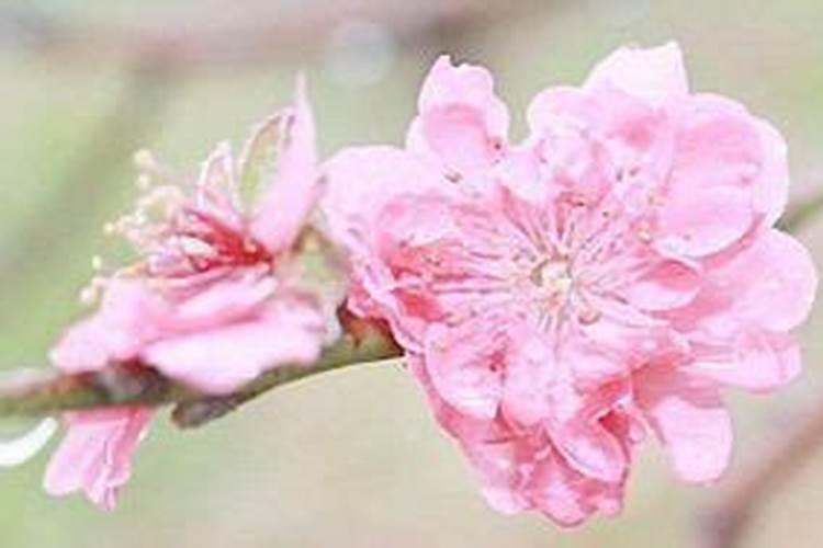 属马人哪一年犯太岁最严重,各方面运势如何