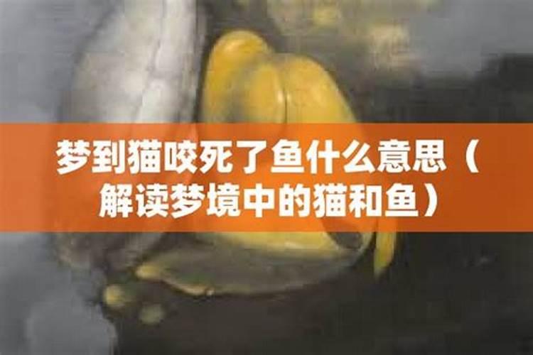 梦见猫被咬死的预兆