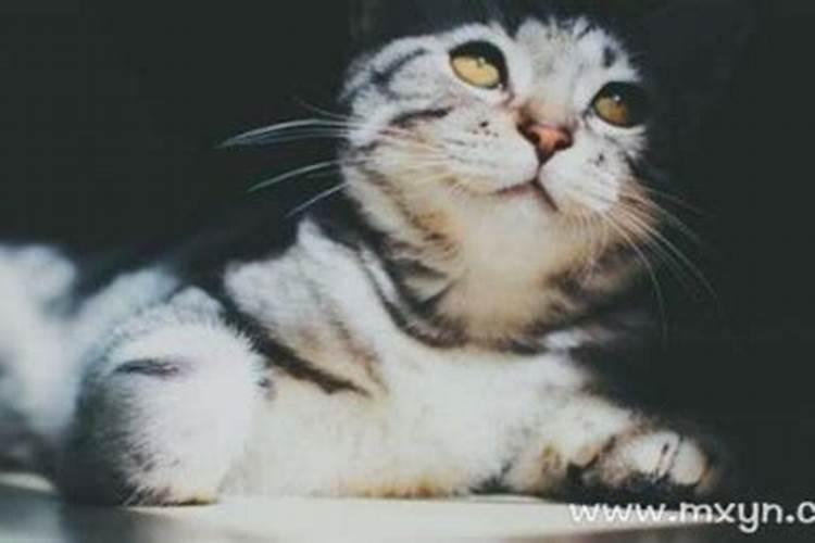 梦见被猫伤害的预兆