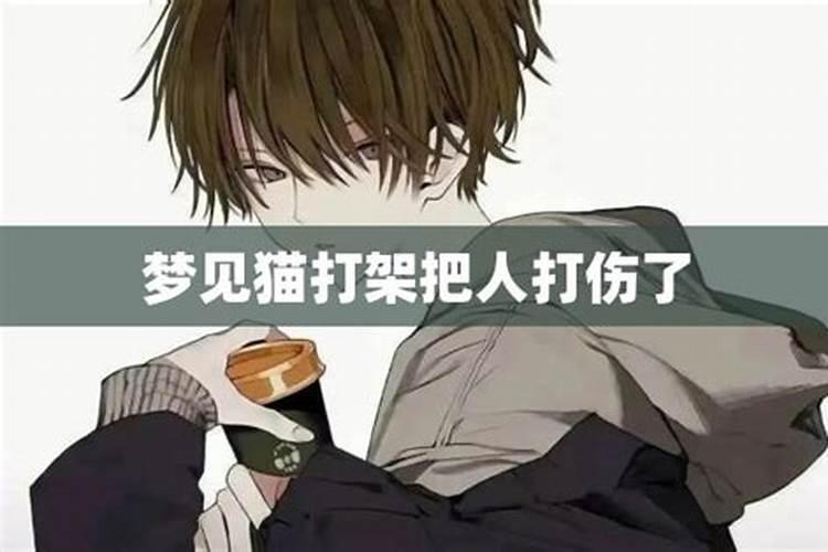 周公解梦梦见猫攻击人的寓意是什么