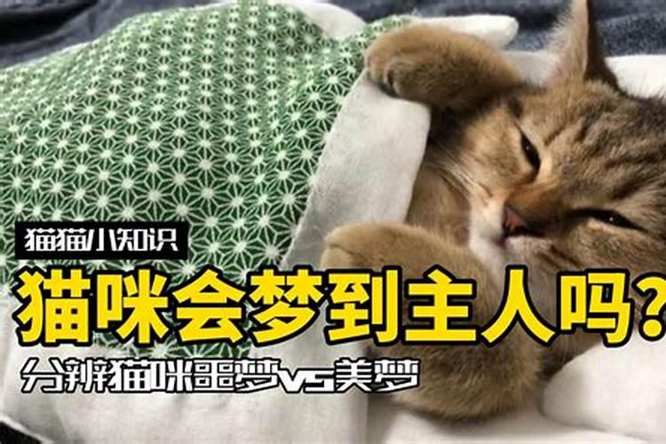 梦见猫很凶的攻击我啥意思
