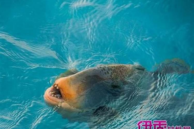 酉时出生的人是什么命