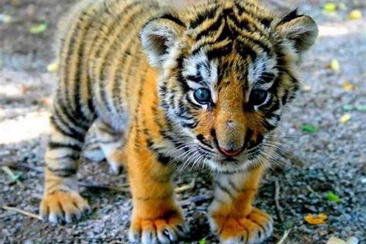 2025生肖猴的运势大全 属猴人2025年每月运势