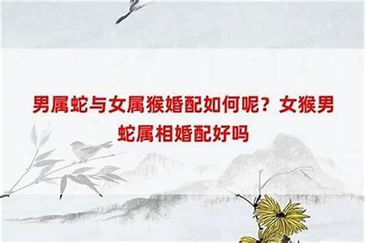男属猴女属蛇婚姻相配吗 男猴女蛇婚配怎么样