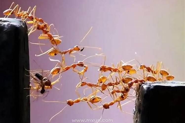 属蛇的和属虎的生成八字合吗.？
