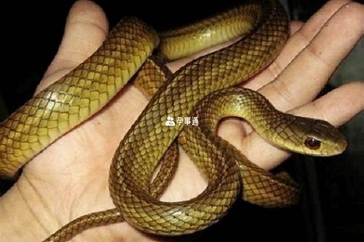 女生左手戴尾戒会被误会吗 女生左手戴尾戒可以追吗