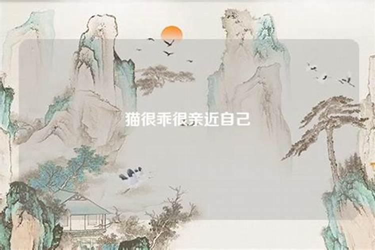 梦见猫咪亲近自己,赶都赶不走