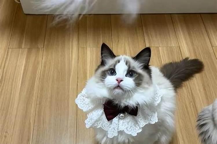 梦见猫很乖很亲近自己