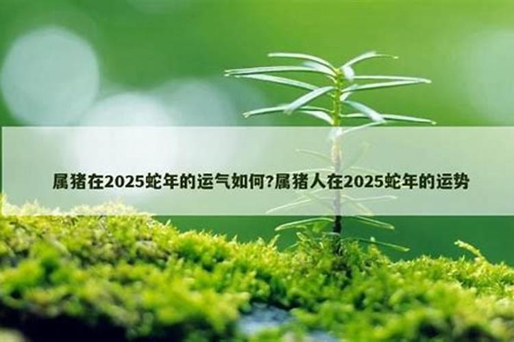 蛇年2025整体运势排行榜