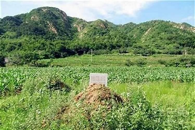 农历十月初一院子可以栽树吗
