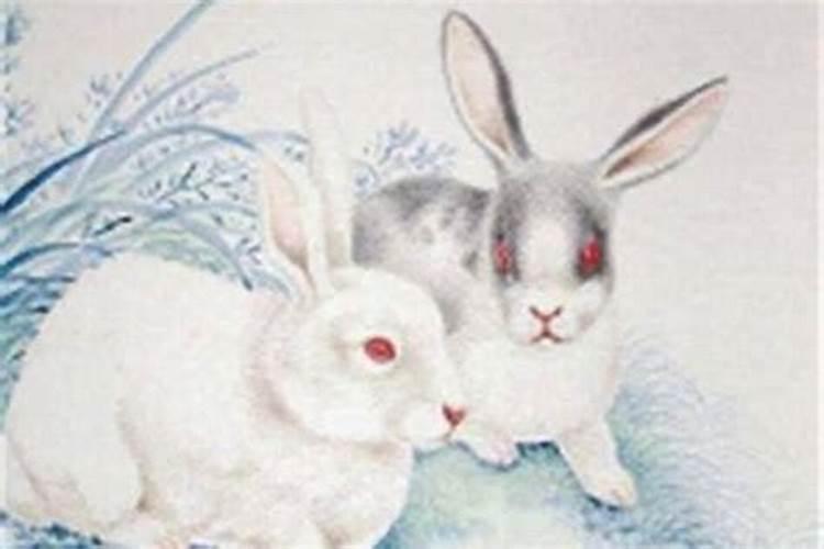 生肖兔一生的运势如何