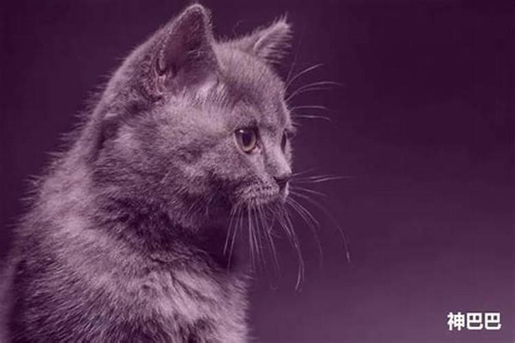 女人梦见黑猫攻击自己什么意思