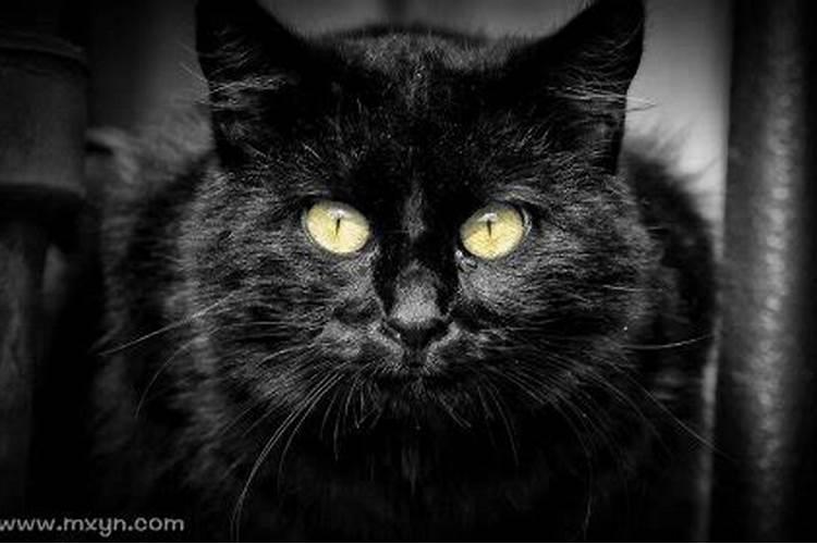 梦见被黑猫攻击的预兆