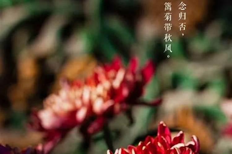 重阳节还有几天