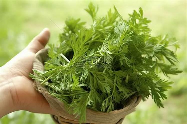 端午节艾蒿挂在门里还是门外