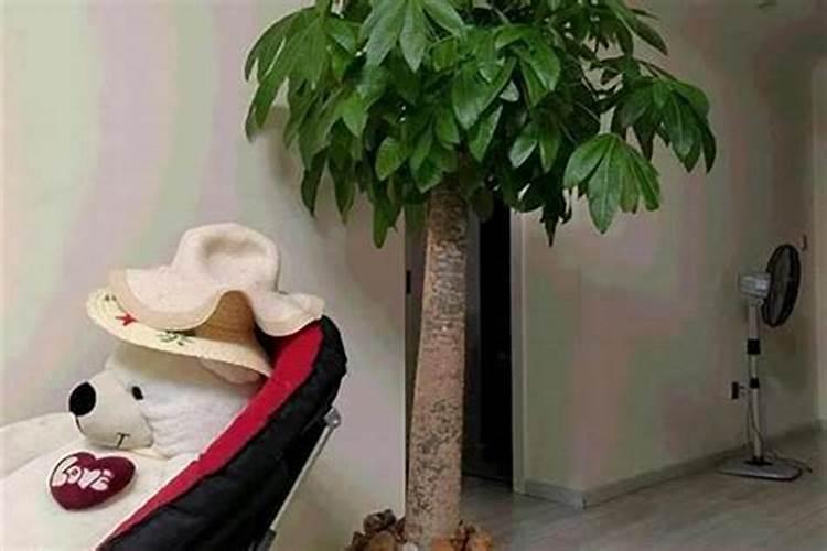 兴化油菜花五一还有吗