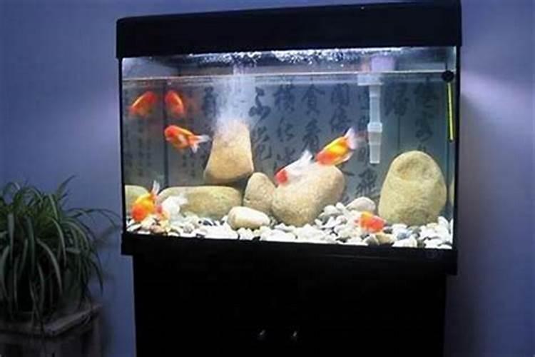 家里摆鱼缸的风水讲究