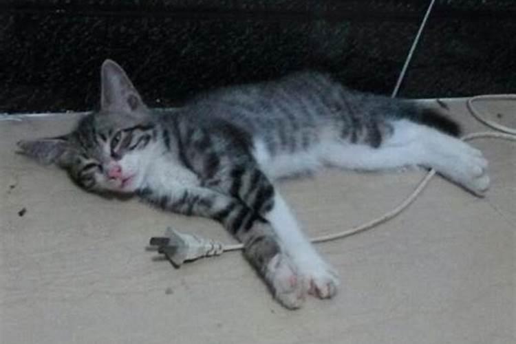 梦见猫死了是什么意思 梦见猫死了什么意思