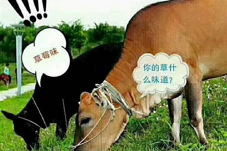 生肖羊2003年2025年运势如何 生肖羊2003年2025年全年运势