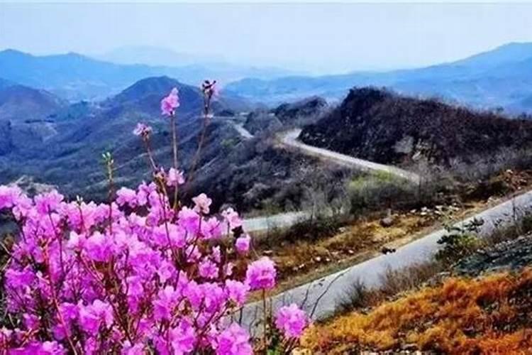 重阳节要赏什么花