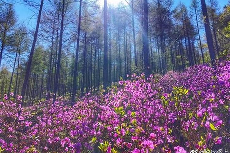 重阳节干什么 佩茱萸、饮菊酒……