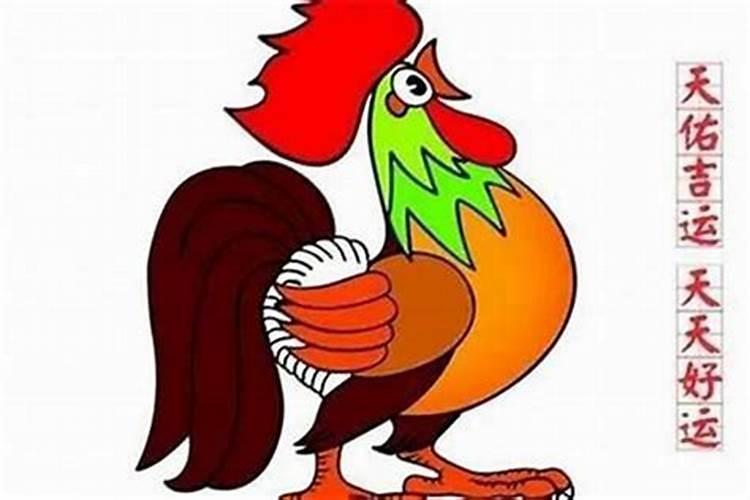 属鸡的为啥今年运气不好
