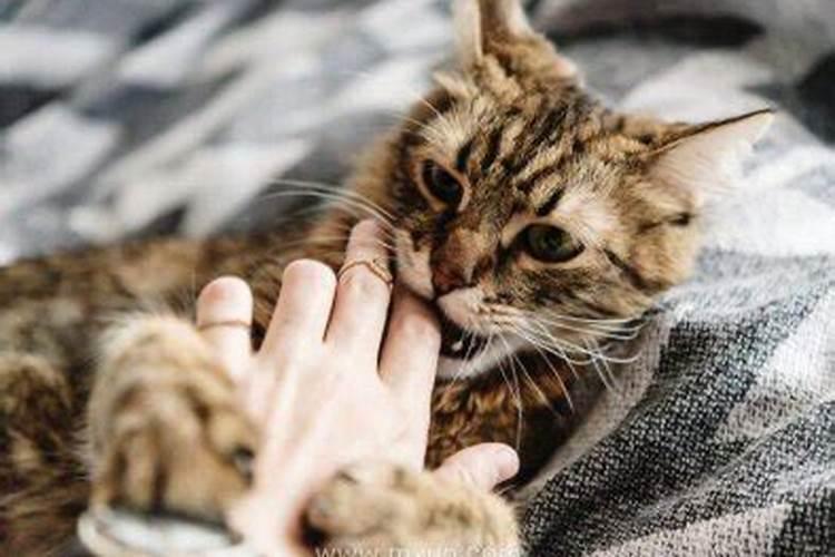 梦见被猫咬手不松口是什么预兆