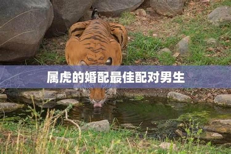 属虎的婚配属相最好
