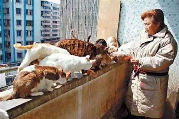 梦见猫很凶的攻击我 梦见猫很凶的攻击我有什么预兆