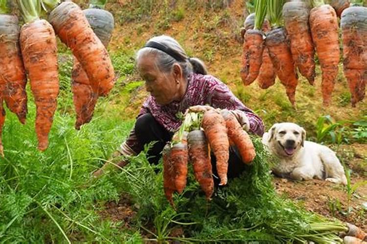 家中放了这物后竟然横财不断