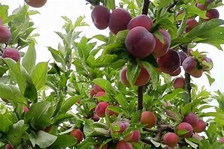 犯太岁真的会倒霉吗 犯太岁要注意什么