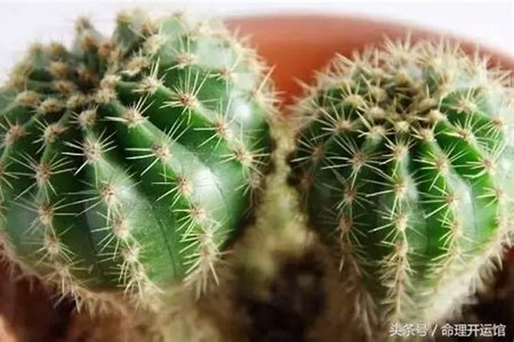 挡煞防小人植物摆放仙人掌