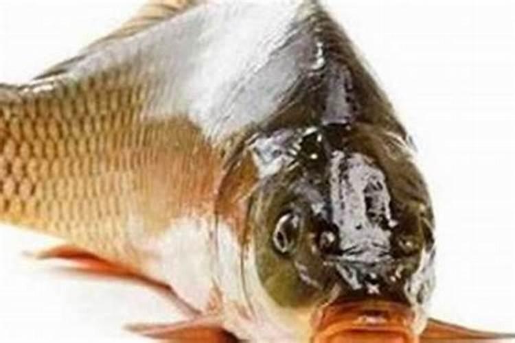 梦见鱼死了的预兆