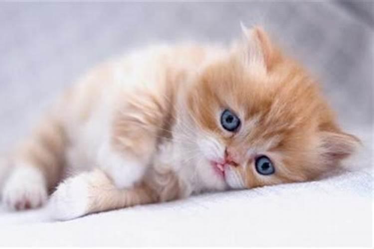 猫最忌讳的三个属相是什么 哪些人不能养