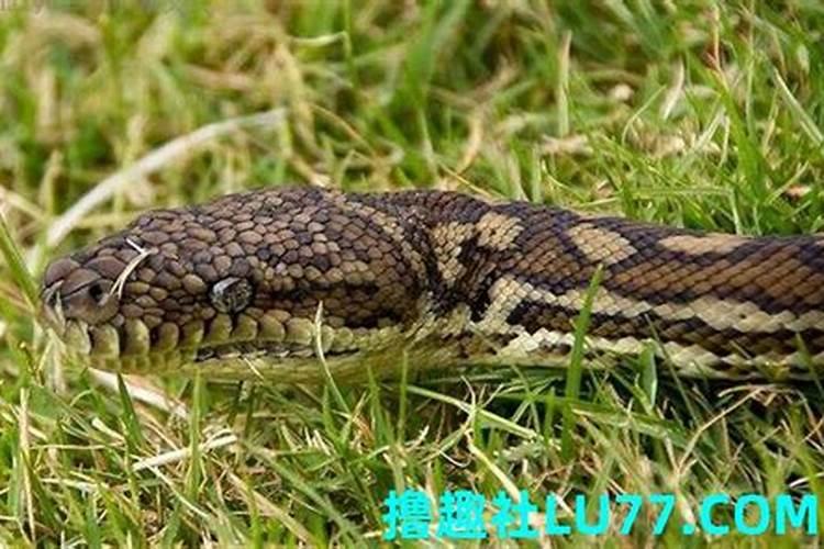 梦见别人被毒蛇咬到手的预兆