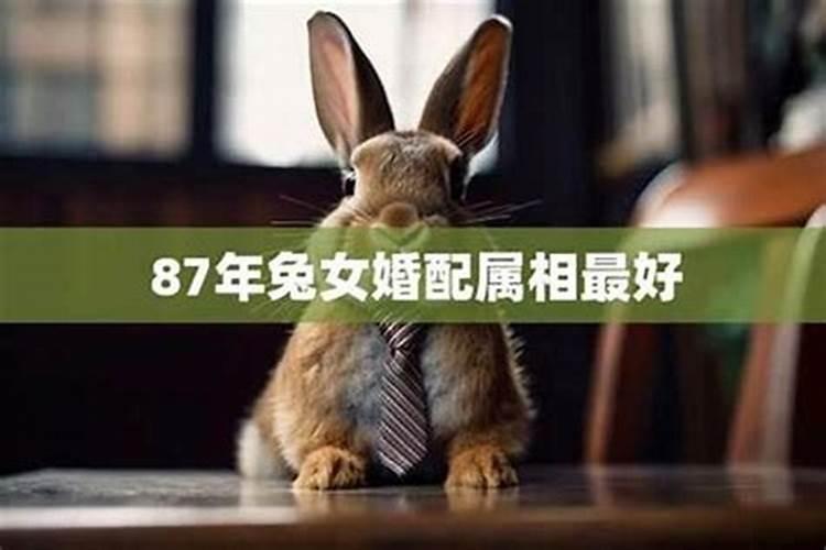属兔的和什么属相最配、相克