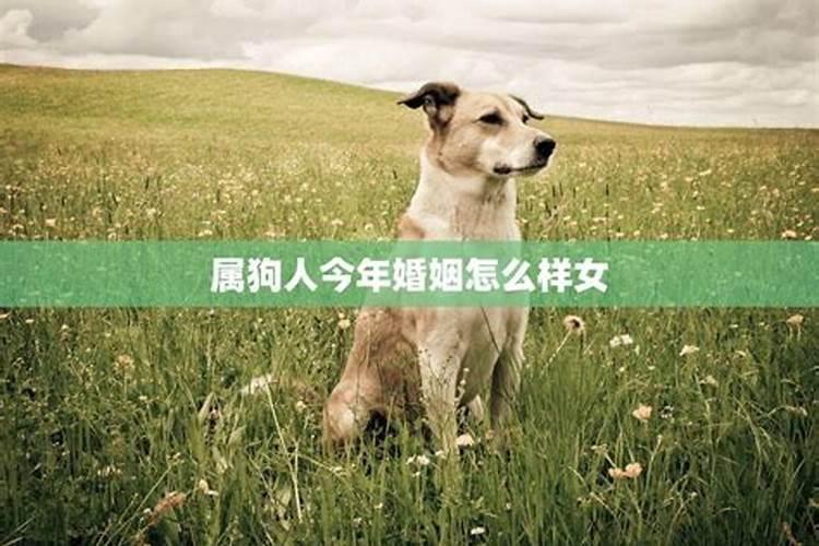 星座血型生肖分析天秤座属狗A型